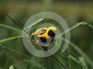 Yellow-crowned bishop / Euplectes afer