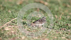 Yellow-crowned Bishop Feeding on Grass