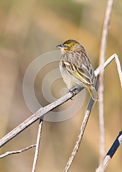 Yellow-crowned Bishop resting on a twig