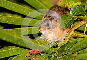 Yellow-crowned Brush-tailed Rat