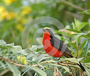 Yellow-crowned Gonolek