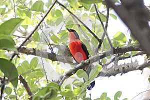 Yellow crowned Gonolek Laniarius barbarus in a forest tree