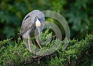 Yellow Crowned Night Heron