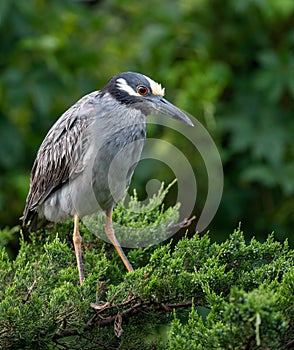 Yellow Crowned Night Heron