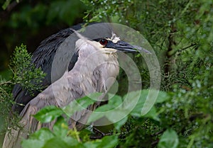 Yellow Crowned Night Heron