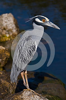 Yellow-Crowned Night Heron