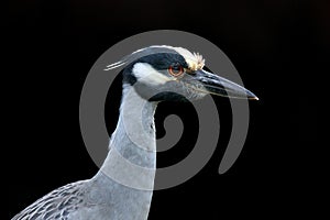 Yellow Crowned Night Heron