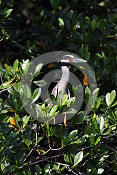 Yellow crowned night heron