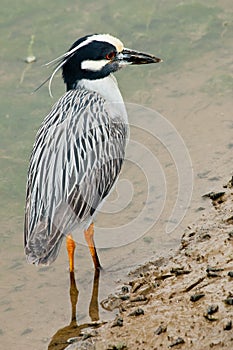 Yellow Crowned Night Heron