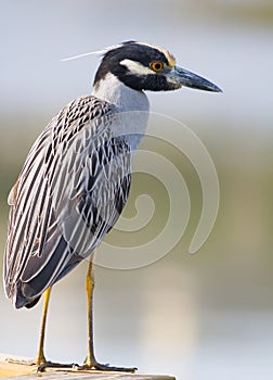 Yellow-crowned Night Heron