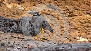 Yellow-crowned night heron