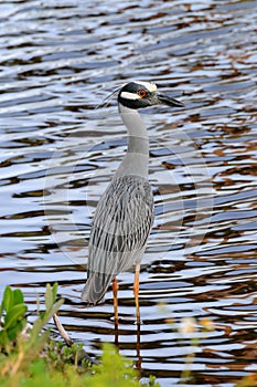 Yellow Crowned Night Heron