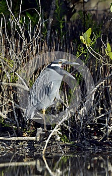 The yellow-crowned night heron