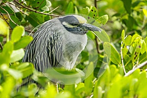 Yellow Crowned Night Heron