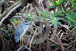 Yellow Crowned Night Heron amongst mangrove photo