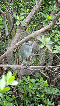 Yellow-crowned night heron at the Anne Kolb Nature Center