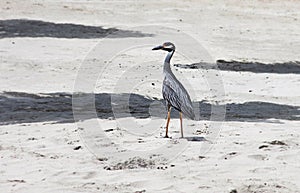 Yellow Crowned Night Heron in the beach