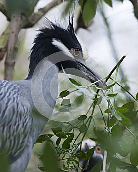 Yellow-crowned Night-Heron bird Stock Photos.   Yellowcrowned Night-Heron bird with branch in its beak head close-up profile view