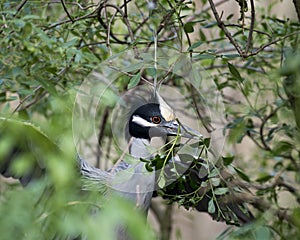 Yellow-crowned Night-Heron bird Stock Photos.   Yellocrowned Night-Heron bird profile view