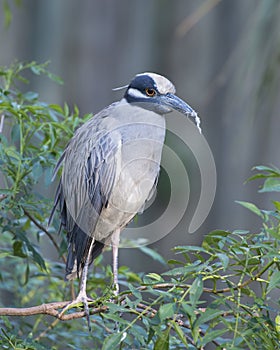 Yellow-crowned Night-Heron bird Stock Photos.   Yellocrowned Night-Heron bird profile view