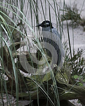 Yellow-crowned Night-Heron bird Stock Photos.   Yellocrowned Night-Heron bird profile view