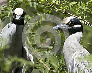 Yellow-crowned Night-Heron bird Stock Photos.   Yellow crowned Night-Heron bird couple profile view