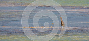 A Yellow-crowned Night Heron in blues and greens