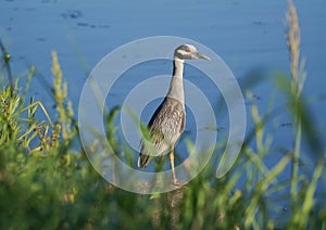 Yellow-crowned night-heron catching evening light on its white feathers
