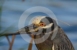 Yellow-crowned Night Heron close up