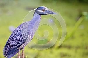 Yellow-Crowned Night Heron Closeup