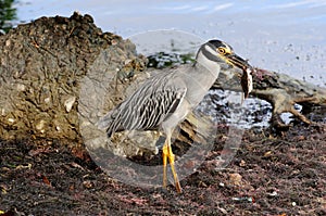 Yellow Crowned Night Heron with crab