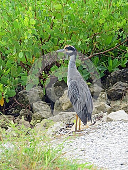 Yellow crowned night heron at Ding Darling refuge in Florida