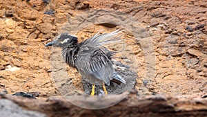 Yellow-crowned night heron with disheveled feathers