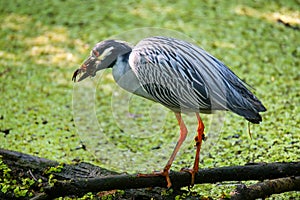 Yellow-crowned night-heron eating crayfish