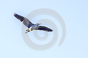 Yellow-Crowned Night Heron In Flight, Wingspan