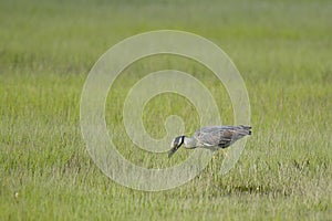 Yellow Crowned Night Heron Foraging