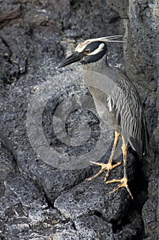 Yellow Crowned Night Heron - Galapagos Islands - Ecuador