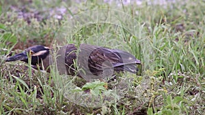 Yellow-crowned night heron hunting on Genovesa Island, Galapagos National Park, Ecuador