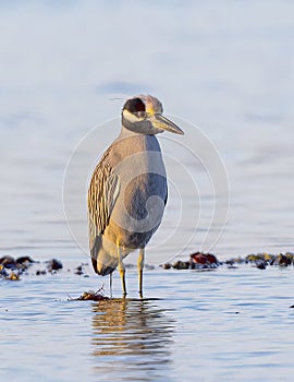 A yellow-crowned night heron hunting in shallow water from the shoreline in Chokoloskee Bay in Florida.