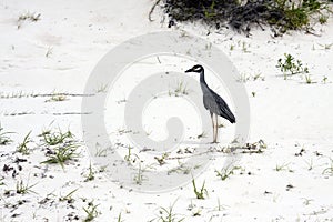 Yellow Crowned Night Heron II