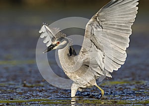 Yellow-crowned Night Heron landing in a Florida lagoon