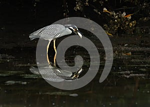 Yellow-crowned night heron Nyctanassa violacea