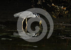 Yellow-crowned night heron Nyctanassa violacea