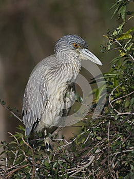 Yellow-crowned Night Heron, Nyctanassa violacea