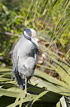 Yellow-crowned Night Heron, Nyctanassa violacea