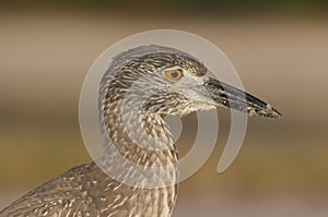 Yellow-crowned Night Heron, Nyctanassa violacea