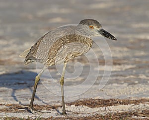 Yellow-crowned Night Heron, Nyctanassa violacea