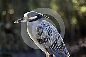 Yellow Crowned Night Heron (Nyctanassa Violacea) photo