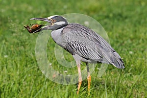 Yellow-crowned Night-Heron (Nyctanassa violacea)