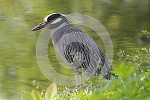 Yellow-crowned Night-Heron (Nyctanassa violacea)